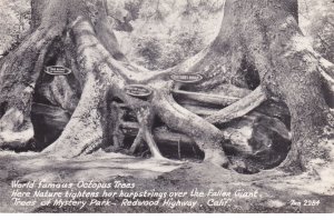 California Trees Of Mystery Park World Famous Octopus Tree Real Photo