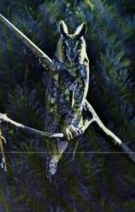 Long-Eared Owl