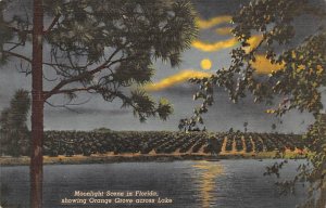 Moonlight Scene in FL, Showing Orange Grove Citrus Unused 