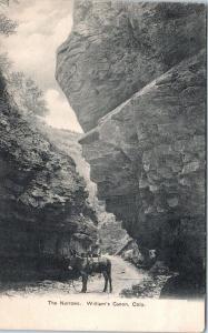 WILLIAM'S CANON, CO Colorado  BURRO at the NARROWS   c1900s    Postcard