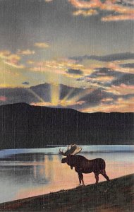 Bull Moose comes down to the lake at evening Moose / Elk Unused 