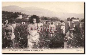 Old Postcard Grasse jasmine Picking