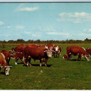 c1960s Hereford Beef Cattle Livestock Farm Chrome Photo Herbert Detjens PC A241