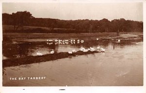 Bay Tarbert Ducks / Geese Unused real photo