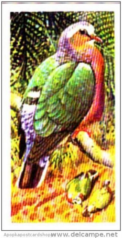 Brooke Bond Trade Card Tropical Birds No 39 Ceylon Emerald Dove
