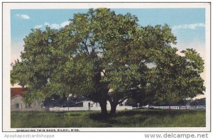 Mississippi Biloxi Spreading Twin Oaks