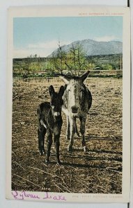 Mules or Donkeys ROCKY MOUNTAIN CANARIES Sylvan Lake udb Postcard L18
