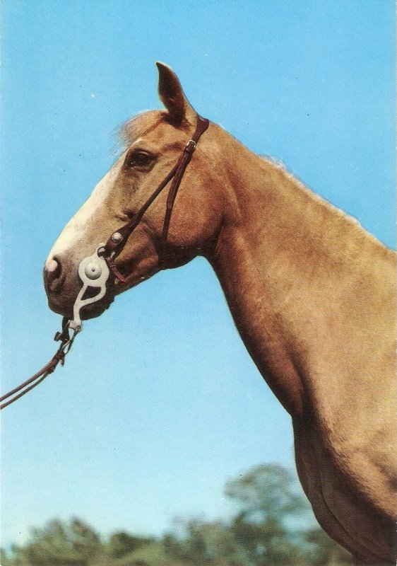 Horse  Nice modern Italian photo  postcard. 1970's