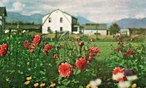 Vintage Postcard Northwest Orient Airlines Matanuska Valley Alaska Flowers