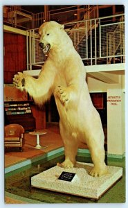 MOLINE, IL ~ Taxidermy Polar Bear HOLIDAY INN Wishing Pool Arthritis Postcard