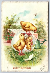Easter~Chick Watches Bee As Other Chicks Hatch~Egg~c1905 TUCK Vintage Postcard