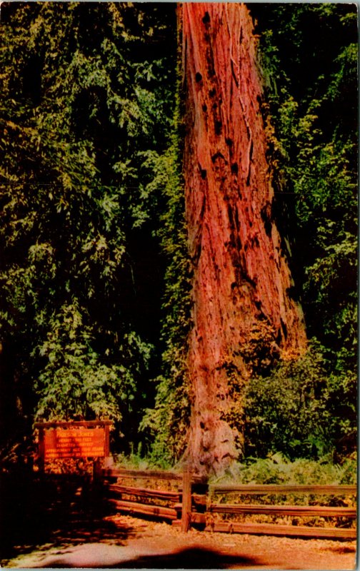 Guerneville CA Parson Jones Redwood Armstrong State Park Postcard unused 12194