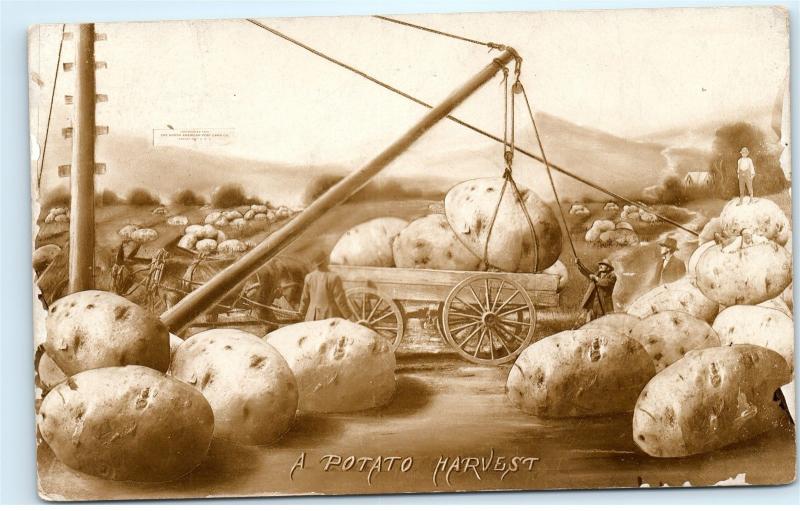 A Potato Harvest Loading Giant Potatoes on Wagon North American Postcard co A71