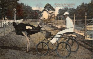 Driving the Ostrich at the Ostrich Farm, Florida c1910s Vintage Postcard