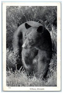 1946 Black Bear Forest Scene Williams Graceton Minnesota MN Vintage Postcard