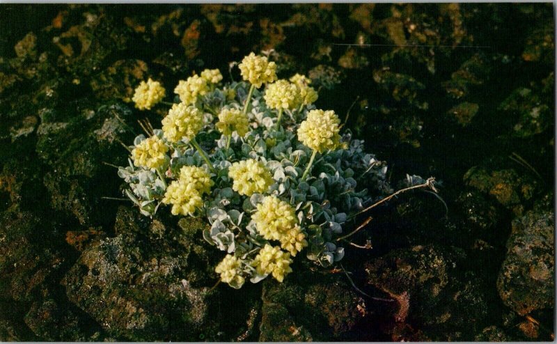 Vintage Idaho Postcard, Flowers, Craters of the Moon National Monument, pb24