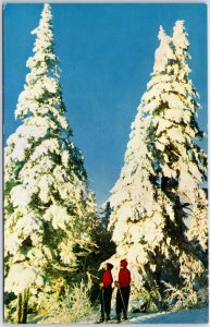 VINTAGE POSTCARD GOLDEN SUNLIGHT ON THE SKI SLOPES OF THE LAURENTIANS CANADA 70s