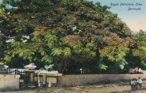 Royal Poinciana Tree of Bermuda - DB