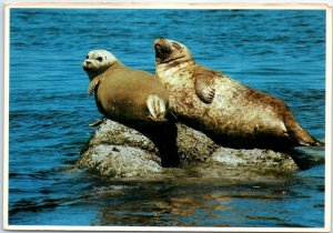 Postcard - The Harbor Seals, Monterey Bay - California