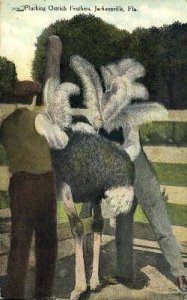 Ostrich Farm - Jacksonville, Florida FL  