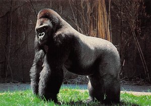 Lowland Gorila, Cincinnati Zoo 