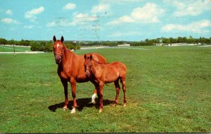 Horses Mother and Son Kentucky Thoroughbreds In The Blue Grass Country 1973