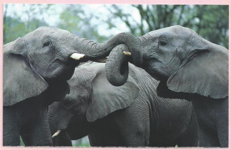 African Elephants postcard