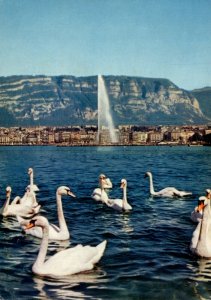 Switzerland Geneve Les Cygnes de la Rade et le Jet d'eau White Swans