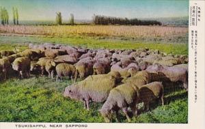 Japan Tsukisappu Near Sapporo Herd Of Sheep