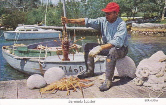 Fisherman With Bermuda Lobster