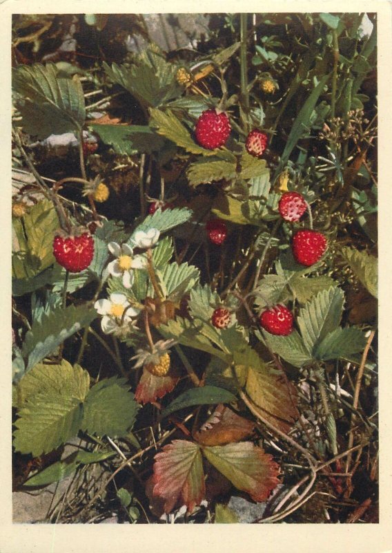 Postcard Flowers Switzerland Rosaceae Fragaria vesca strawberry