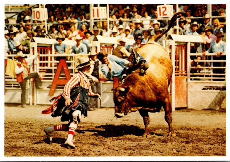 Canada Alberta Calgary Exhibition and Stampede Brahma Bull Riding and Rodeo C...