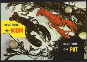 MARITIME PROVINCES Lobster Fresh from the Ocean Fresh from the Pot - Cont'l