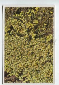 428034 GERMANY Flower Sedum acre Vintage Sammelwerk Tobacco Card w/ ADVERTISING