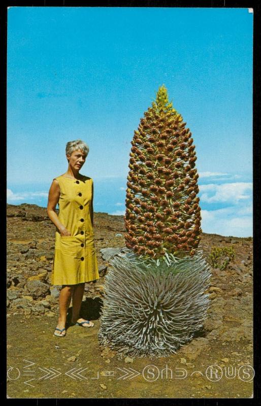 Haleakala National Park - Silversword