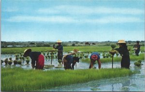 Thailand Rice Cultivation Tender Rice Plants Vintage Postcard 09.10