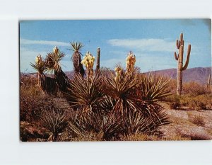 Postcard Desert Yucca, Arizona