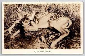 RPPC Harrison MI Michigan Sweet Deer Lying In Forest Real Photo Postcard U25