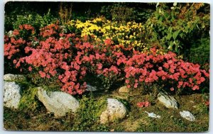 Postcard - Azaleamums in Rock Garden, Kellogg Nursery - Three Rivers, Michigan