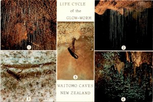 Waitomo Caves, New Zealand, Glow-worms, Larvae, 9 months,  Postcard