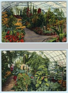 2 Postcards CINCINNATI, OH  Krohn Conservatory CACTUS HOUSE, FERN HOUSE c1940s