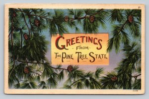 c1949 Greetings from the Pine Tree State Vintage Postcard 1136