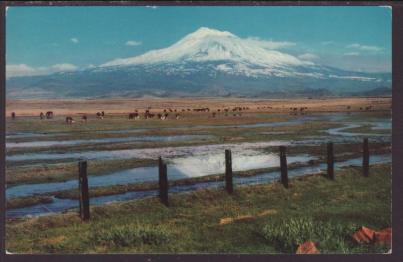 Mt Shasta,CA Postcard BIN