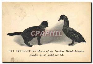 Old Postcard Cat Cats Kitten Duck Bill Bourget The mascot of the Hertford Bri...