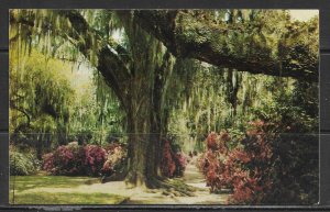 South Carolina, Charleston - Magnolia Gardens - [SC-076]