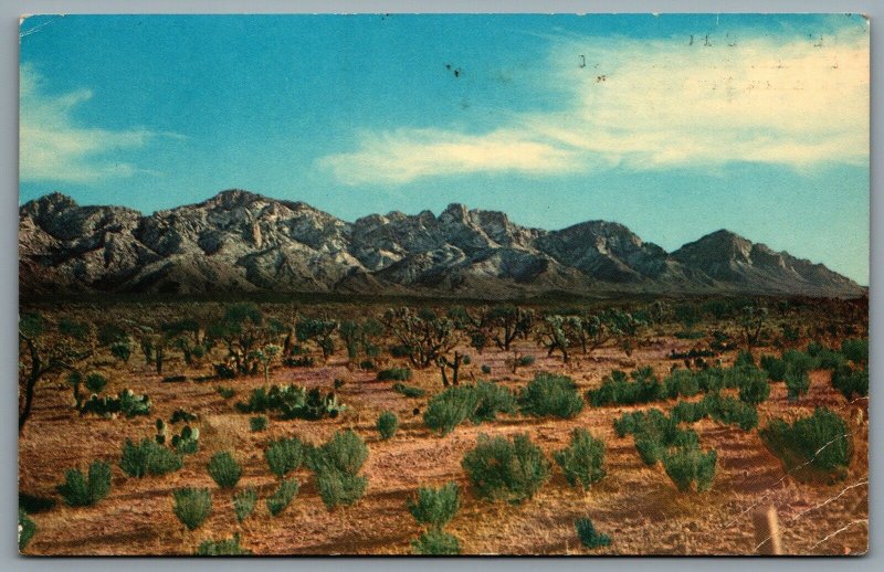 Postcard Santa Rosa NM c1950s Club Cafe & Curios Route 66 Desert View Defunct