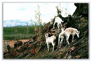 Goats at Yukon Game Farm Whitehorse Canada UNP Chrome Postcard Y12