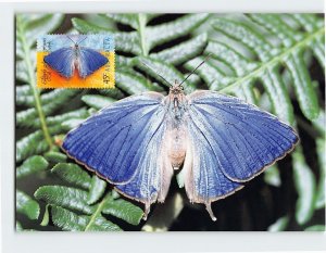 Postcard Dull Oakblue (Arhopala centaurus centaurus)