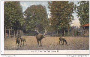 Illinois Peoria Elk At Glen Oak Park 1909 Curteich