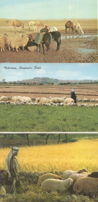 Jerusalem Bethlehem Sheep Israel Shepherd 3x Postcard s